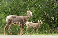 canada experience : chèvre des rocheuses, jasper national park,alberta