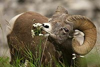 canada experience : mouflon d'amérique, jasper national park,alberta