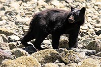 canada experience : ours noirs, pacific rim national park, colombie britannique