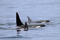 canada experience : orques dans la baie de victoria, île de vancouver, colombie britannique