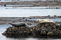 canada experience : phoques dans la baie de victoria, île de vancouver, colombie britannique