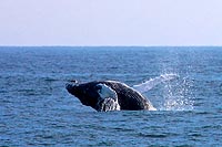 Terre-Neuve experience : baleines à bosses - St. Vincent