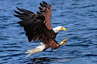 Terre-Neuve experience : bald eagle ou pygargue à tête blanche, aigle emblèmatique du terra nova national park